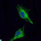 Oligodendrocyte Transcription Factor 2 antibody, LS-C812725, Lifespan Biosciences, Immunofluorescence image 