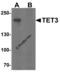 Methylcytosine dioxygenase TET3 antibody, 7013, ProSci, Western Blot image 