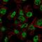 Forkhead Box A3 antibody, NBP2-55686, Novus Biologicals, Immunofluorescence image 