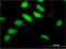 Ring Finger Protein 113A antibody, LS-C198490, Lifespan Biosciences, Immunofluorescence image 