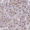 Heterogeneous nuclear ribonucleoprotein G antibody, HPA057707, Atlas Antibodies, Immunohistochemistry frozen image 