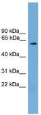 RIC8 Guanine Nucleotide Exchange Factor A antibody, TA344715, Origene, Western Blot image 