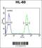 Aftiphilin antibody, 62-045, ProSci, Flow Cytometry image 