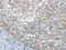 Ubiquitin C-Terminal Hydrolase L5 antibody, CSB-PA561195, Cusabio, Immunohistochemistry frozen image 