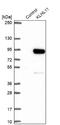 Kelch Like Family Member 11 antibody, NBP2-38721, Novus Biologicals, Western Blot image 
