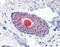 LYPD3 antibody, TA316986, Origene, Immunohistochemistry frozen image 