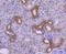 Heat Shock Protein Family A (Hsp70) Member 14 antibody, NBP2-67827, Novus Biologicals, Immunohistochemistry paraffin image 