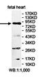 Lebercilin LCA5 antibody, orb78377, Biorbyt, Western Blot image 
