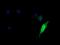 Kinesin Family Member 25 antibody, NBP2-45768, Novus Biologicals, Immunofluorescence image 