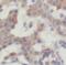 Interleukin 23 Subunit Alpha antibody, FNab04256, FineTest, Immunohistochemistry frozen image 
