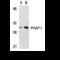 Acidic Nuclear Phosphoprotein 32 Family Member A antibody, MBS151233, MyBioSource, Western Blot image 
