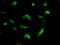 Methylthioribose-1-phosphate isomerase antibody, GTX84086, GeneTex, Immunofluorescence image 