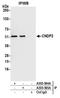 Carnosine Dipeptidase 2 antibody, A305-564A, Bethyl Labs, Immunoprecipitation image 