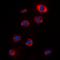Ribosomal Protein S12 antibody, orb318799, Biorbyt, Immunocytochemistry image 