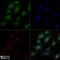 c-Myc antibody, NB600-302, Novus Biologicals, Immunocytochemistry image 