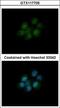 Dihydrofolate Reductase antibody, GTX117705, GeneTex, Immunofluorescence image 