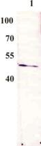 Regulatory protein E2 antibody, MA1-71533, Invitrogen Antibodies, Western Blot image 