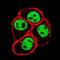 Centrosomal Protein 170 antibody, orb235091, Biorbyt, Immunofluorescence image 