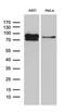 Eukaryotic Translation Elongation Factor 1 Delta antibody, MA5-27513, Invitrogen Antibodies, Western Blot image 