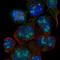 Solute Carrier Family 6 Member 19 antibody, NBP2-48784, Novus Biologicals, Immunocytochemistry image 