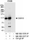 DEAD-Box Helicase 10 antibody, NB100-1576, Novus Biologicals, Immunoprecipitation image 