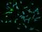 Trio Rho Guanine Nucleotide Exchange Factor antibody, 204684-T02, Sino Biological, Immunohistochemistry frozen image 