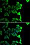 NudE Neurodevelopment Protein 1 antibody, PA5-77139, Invitrogen Antibodies, Immunofluorescence image 