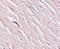 Solute Carrier Family 39 Member 2 antibody, 6083, ProSci Inc, Immunohistochemistry frozen image 