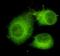 ATP Citrate Lyase antibody, A02372, Boster Biological Technology, Immunohistochemistry frozen image 