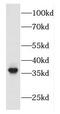 F-Box Protein 2 antibody, FNab03040, FineTest, Western Blot image 
