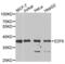 E2F Transcription Factor 6 antibody, LS-C334526, Lifespan Biosciences, Western Blot image 
