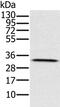 Hydroxysteroid 17-Beta Dehydrogenase 8 antibody, PA5-50423, Invitrogen Antibodies, Western Blot image 