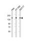 Rap guanine nucleotide exchange factor 2 antibody, PA5-49456, Invitrogen Antibodies, Western Blot image 