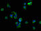 Arginine Vasopressin Receptor 2 antibody, LS-C671361, Lifespan Biosciences, Immunofluorescence image 