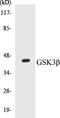 Glycogen Synthase Kinase 3 Beta antibody, EKC1255, Boster Biological Technology, Western Blot image 