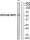Hematopoietic Cell-Specific Lyn Substrate 1 antibody, TA314002, Origene, Western Blot image 