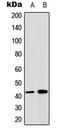 Gap Junction Protein Alpha 1 antibody, LS-C358999, Lifespan Biosciences, Western Blot image 