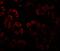 Ski2 Like RNA Helicase antibody, A04982, Boster Biological Technology, Immunofluorescence image 