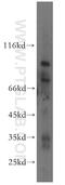 UV Radiation Resistance Associated antibody, 19571-1-AP, Proteintech Group, Western Blot image 