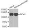 C-C Motif Chemokine Ligand 13 antibody, orb374684, Biorbyt, Western Blot image 