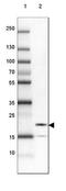 UBA Like Domain Containing 2 antibody, NBP1-93496, Novus Biologicals, Western Blot image 
