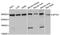 Spectrin alpha chain, erythrocyte antibody, abx126639, Abbexa, Western Blot image 
