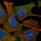 Nicotinate Phosphoribosyltransferase antibody, HPA023739, Atlas Antibodies, Immunofluorescence image 