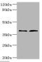 Decorin antibody, A52807-100, Epigentek, Western Blot image 