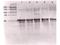 Angiopoietin 1 antibody, GTX28451, GeneTex, Western Blot image 