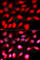 Zinc Finger E-Box Binding Homeobox 1 antibody, A5600, ABclonal Technology, Immunofluorescence image 