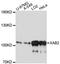 XPA Binding Protein 2 antibody, LS-C748823, Lifespan Biosciences, Western Blot image 