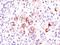 BCL2 Like 1 antibody, orb388621, Biorbyt, Immunohistochemistry paraffin image 