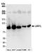 LAS1 Like, Ribosome Biogenesis Factor antibody, A304-438A, Bethyl Labs, Western Blot image 