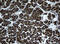 Estradiol 17-beta-dehydrogenase 8 antibody, M08741, Boster Biological Technology, Immunohistochemistry paraffin image 